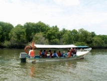 Imagen Observación de delfines